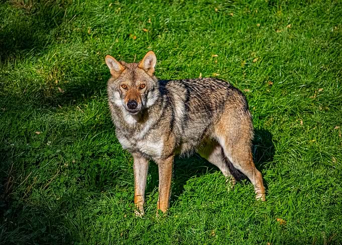 Grey Wolf in Grass