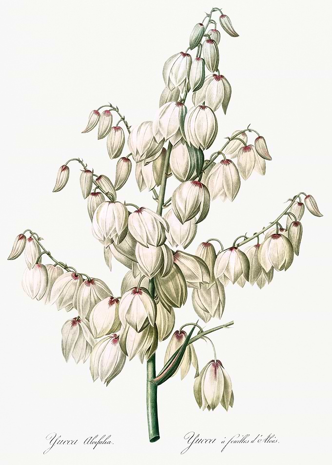 Yucca Aloifolia Illustration