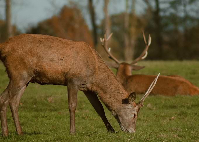 Deer Grazing in Meadow
