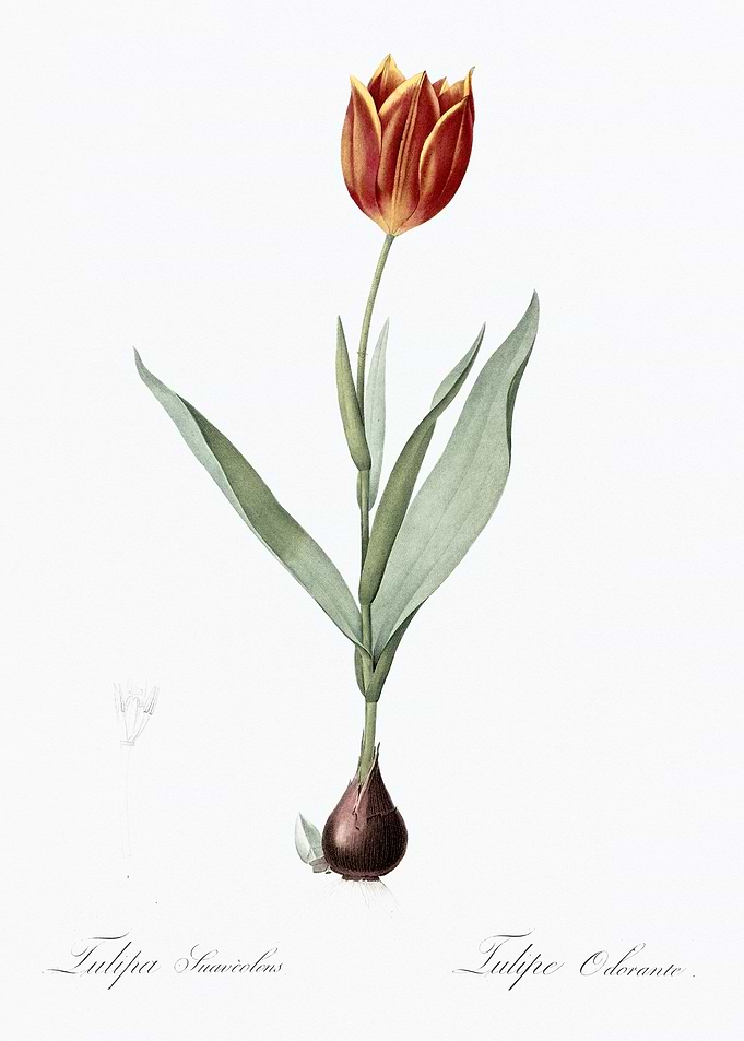 Botanical Illustration of Tulip