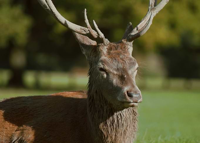 Red Deer with Antlers