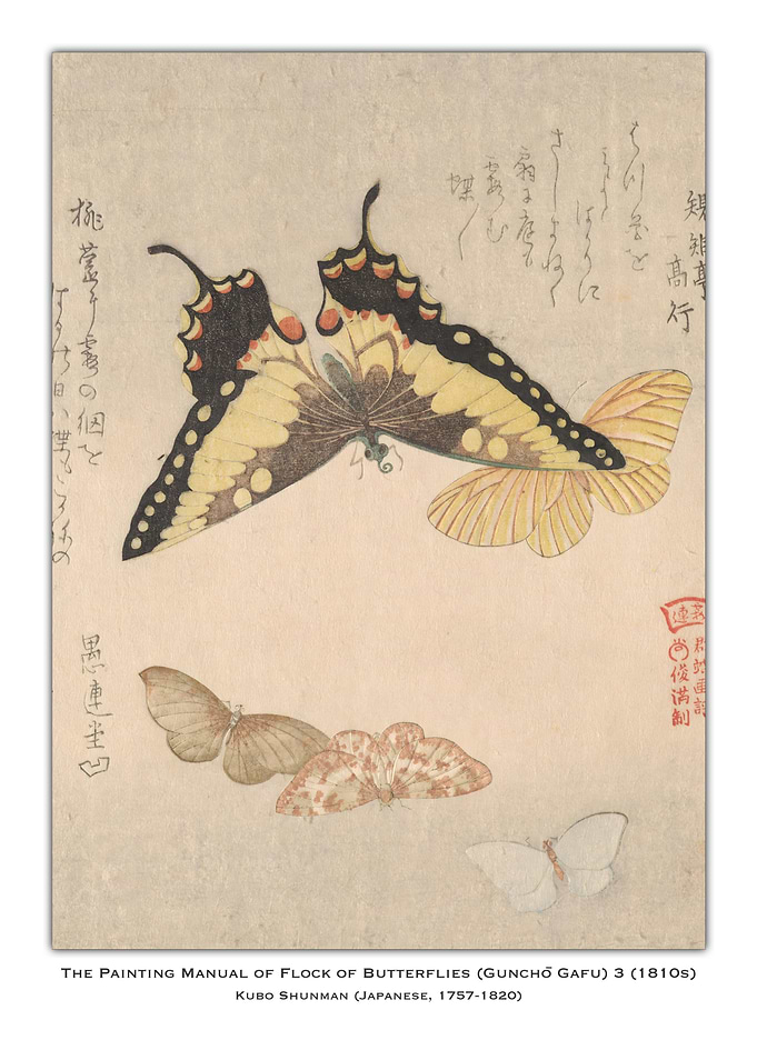 Japanese Butterfly Painting