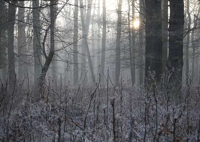 Misty Winter Forest