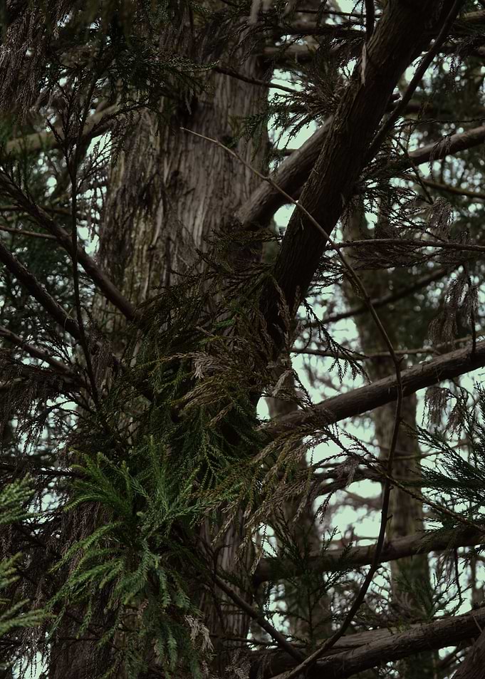 Tree 2
