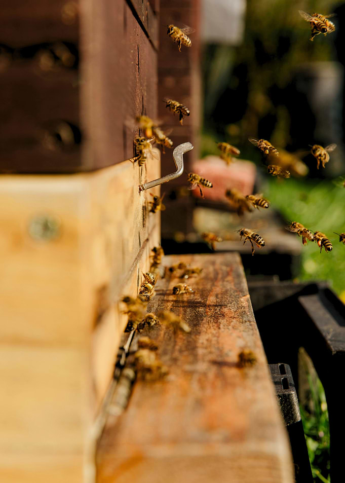Bees at the Hive