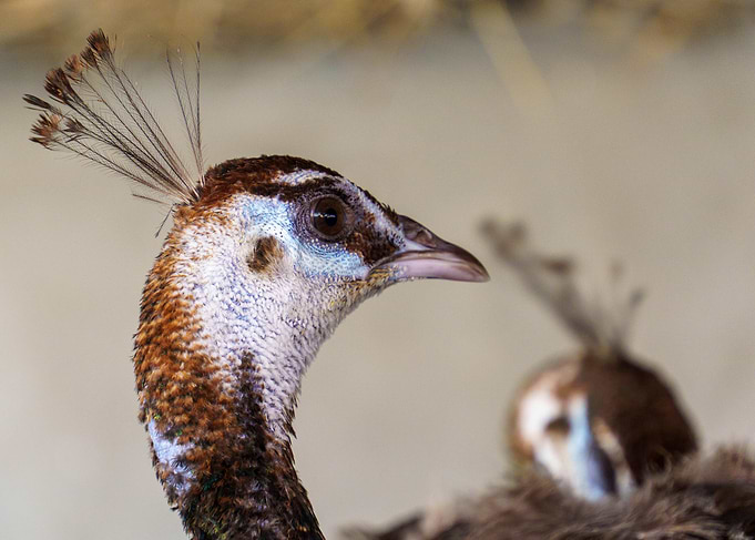 Peacock Head Close-Up