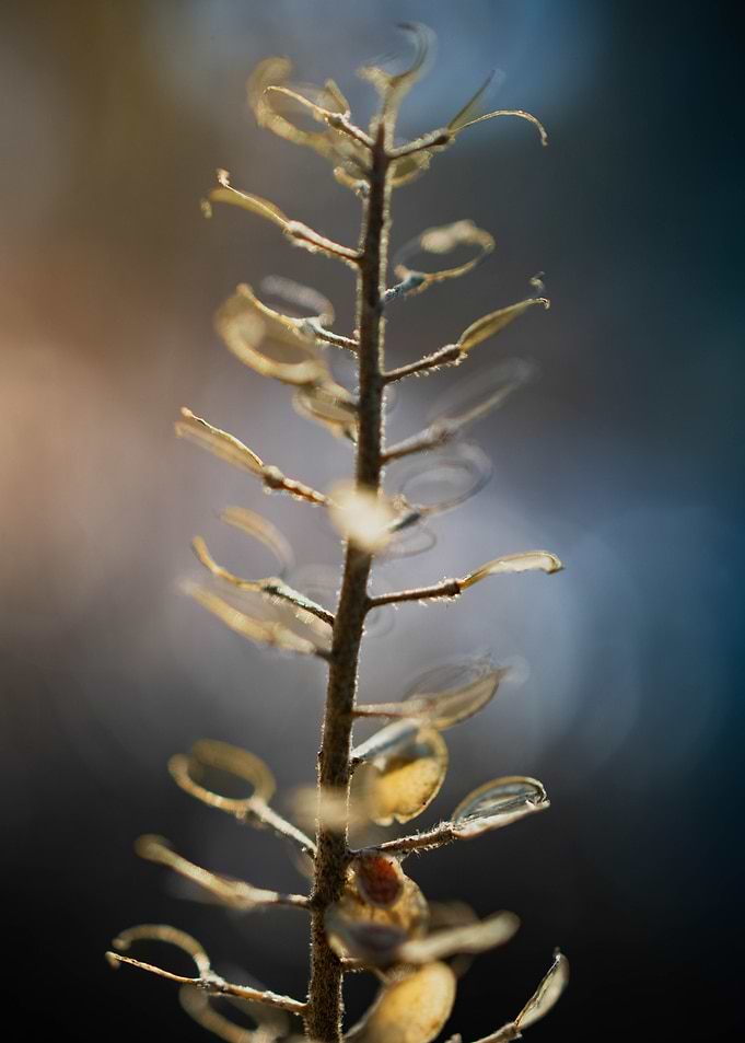 Dried Plant Stem