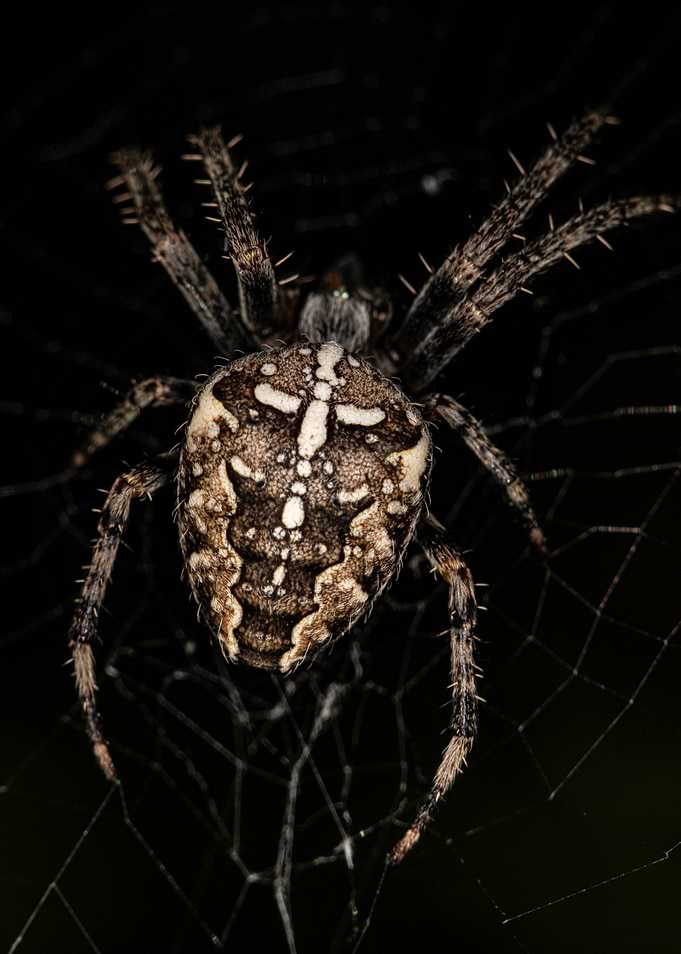 Spider in Web