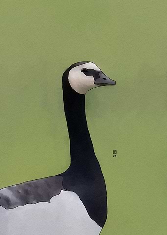 Barnacle Goose Portrait