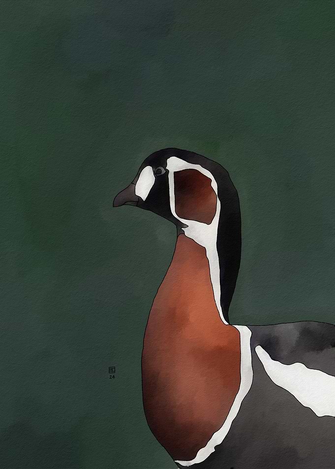Red-breasted Goose Portrait