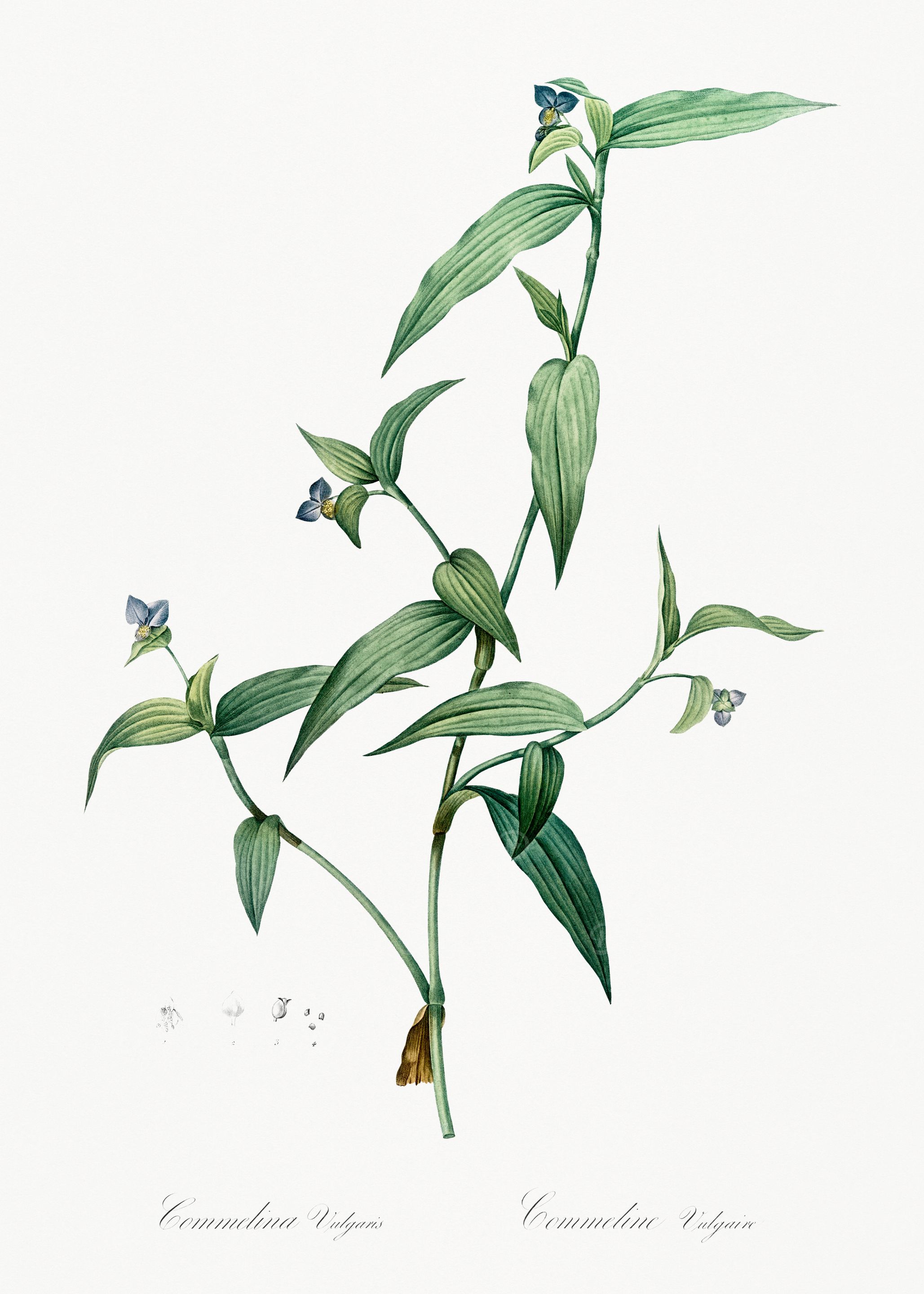 Commelina Botanical Illustration