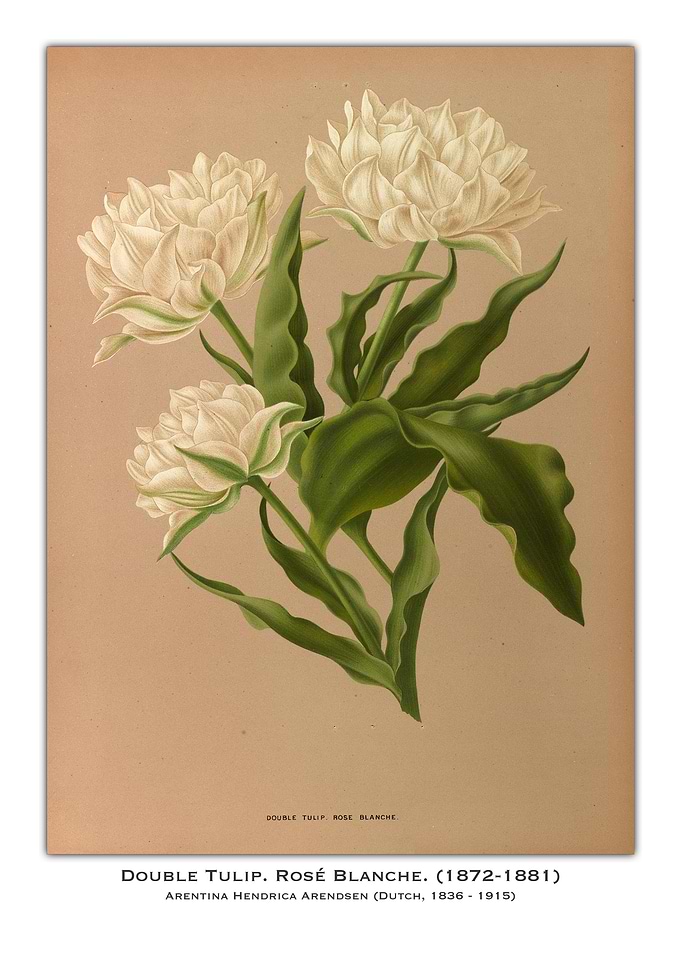 Double Tulip, Rosé Blanche