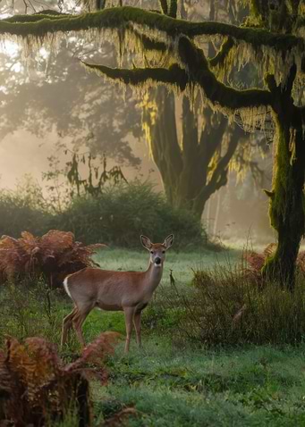 Deer in Misty Forest