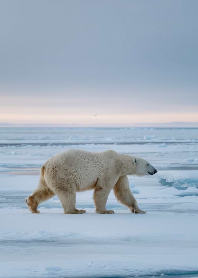 Polar Bear on Ice