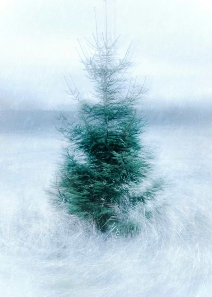 Lone Pine in Winter
