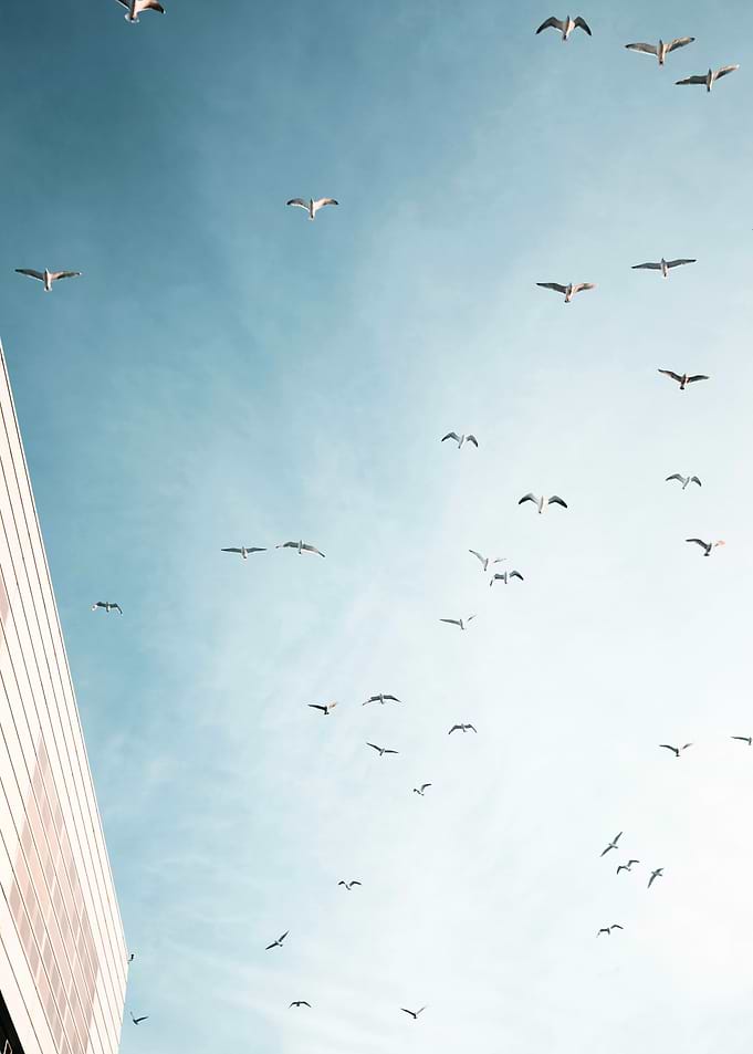 Seagulls in Flight