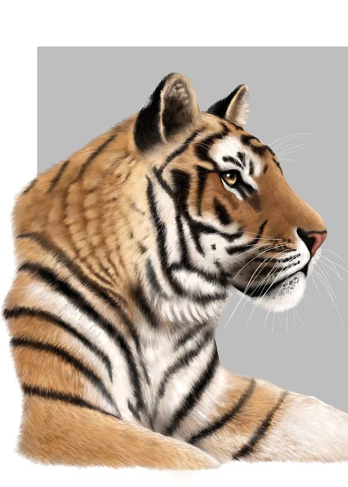 Tiger Portrait