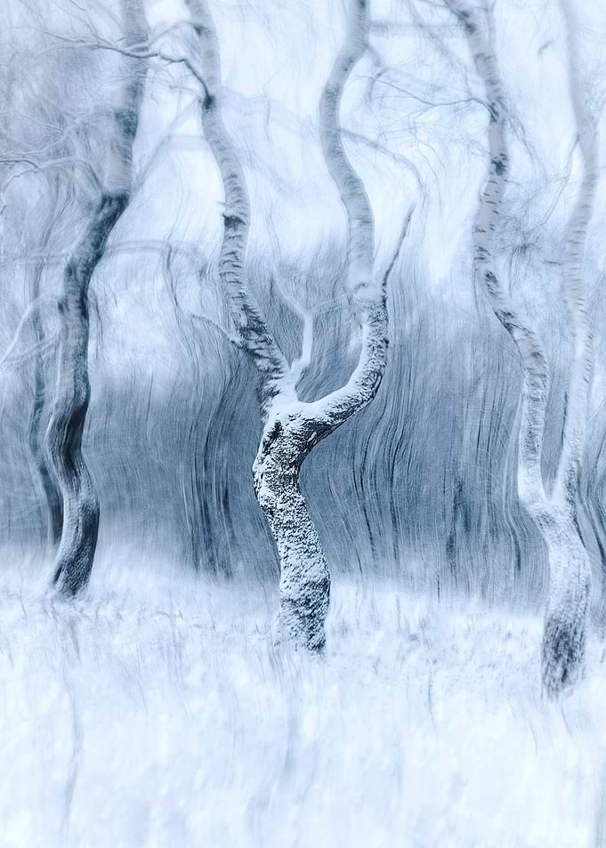 Winter Forest Abstract