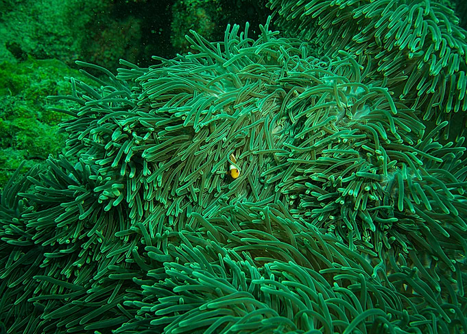 Clownfish in Anemone