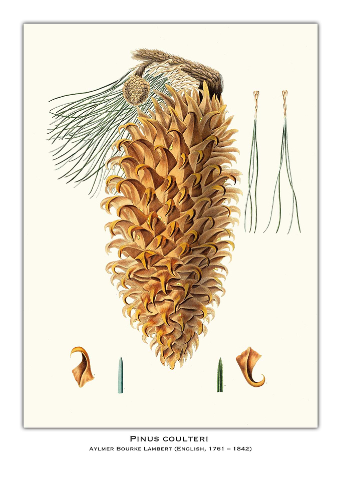 Pinus Coulteri Cone Illustration
