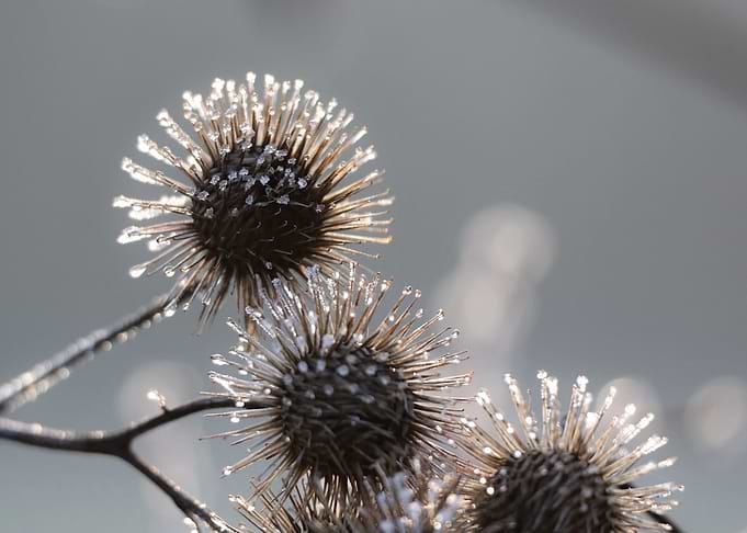 Frozen Burdock Seeds