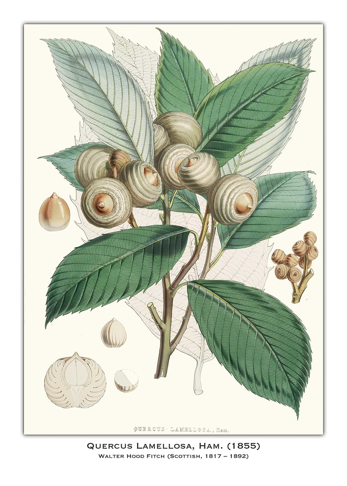 Quercus Lamellosa Illustration