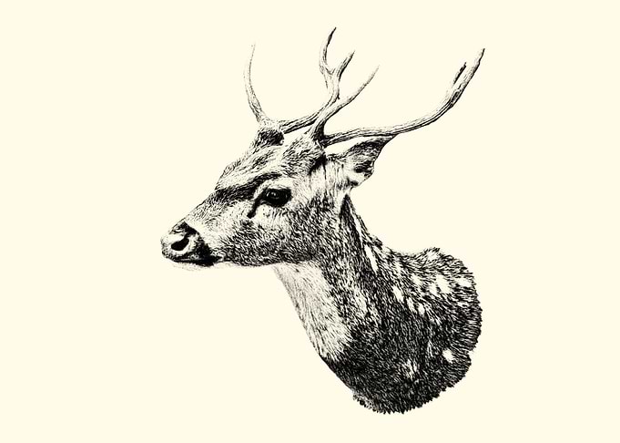 Black and White Deer Portrait