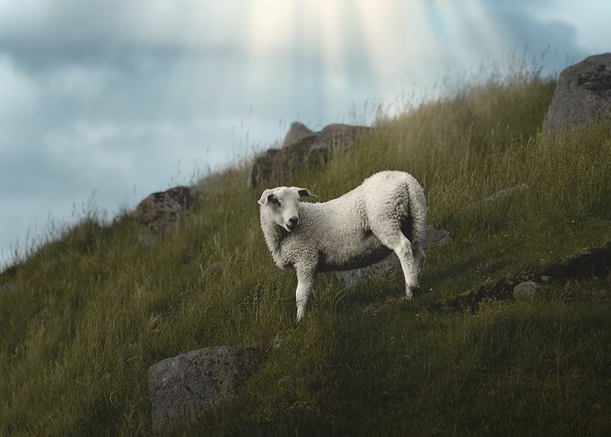 Sheep in Lofoten