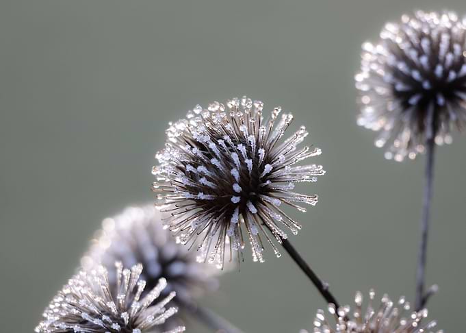 Frost-Covered Seed Heads