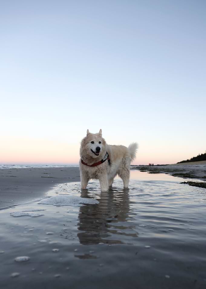 Dog on the Beach at Sunset