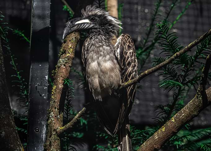 Grey Bird on Branch