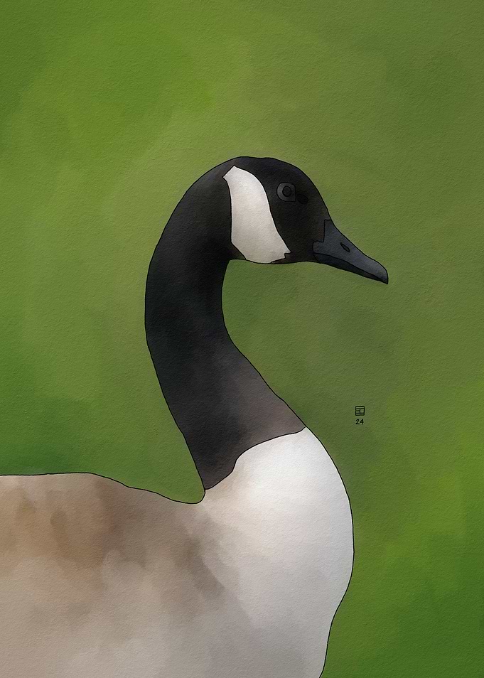 Canada Goose Portrait