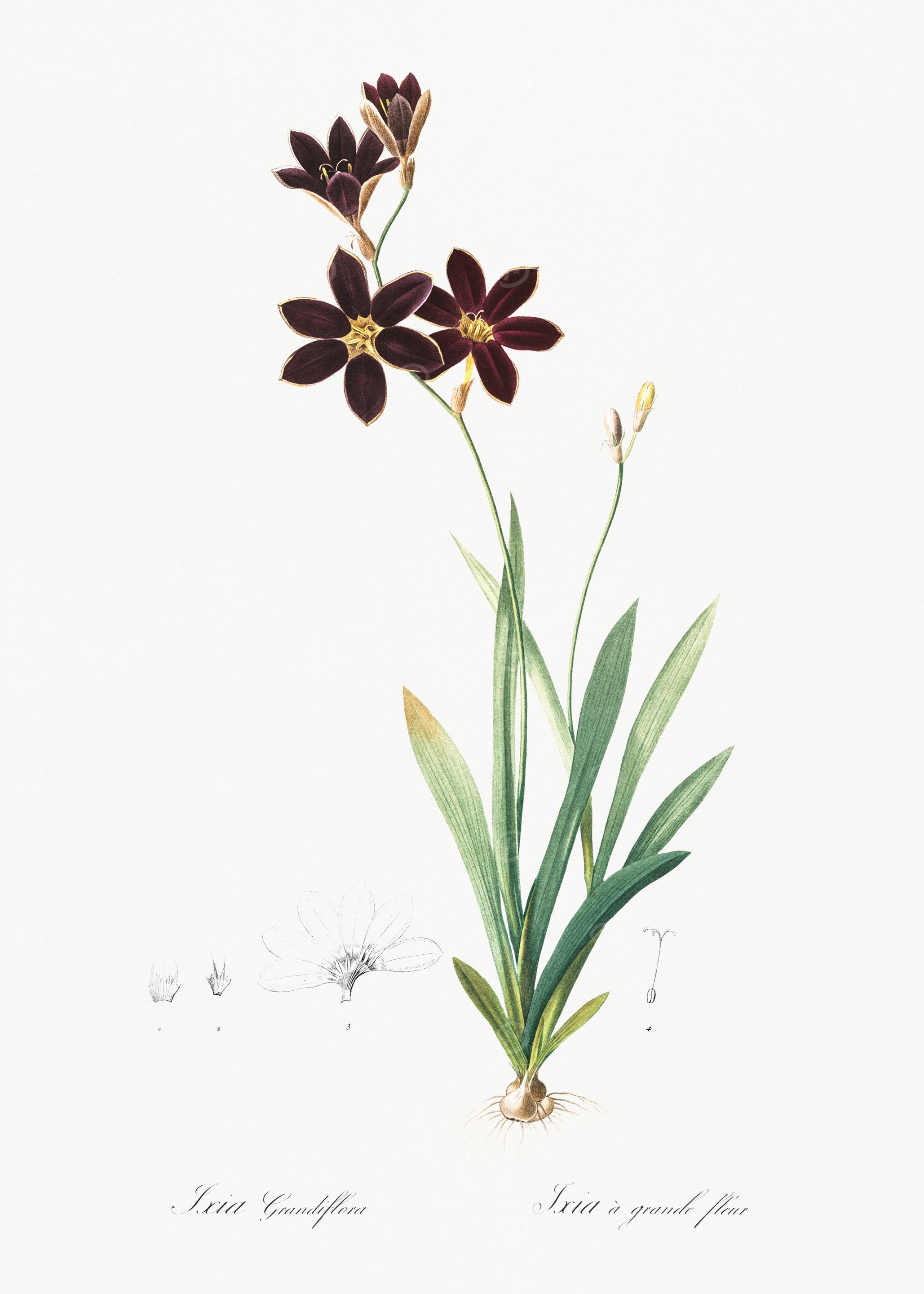 Black Ixia Flower Illustration