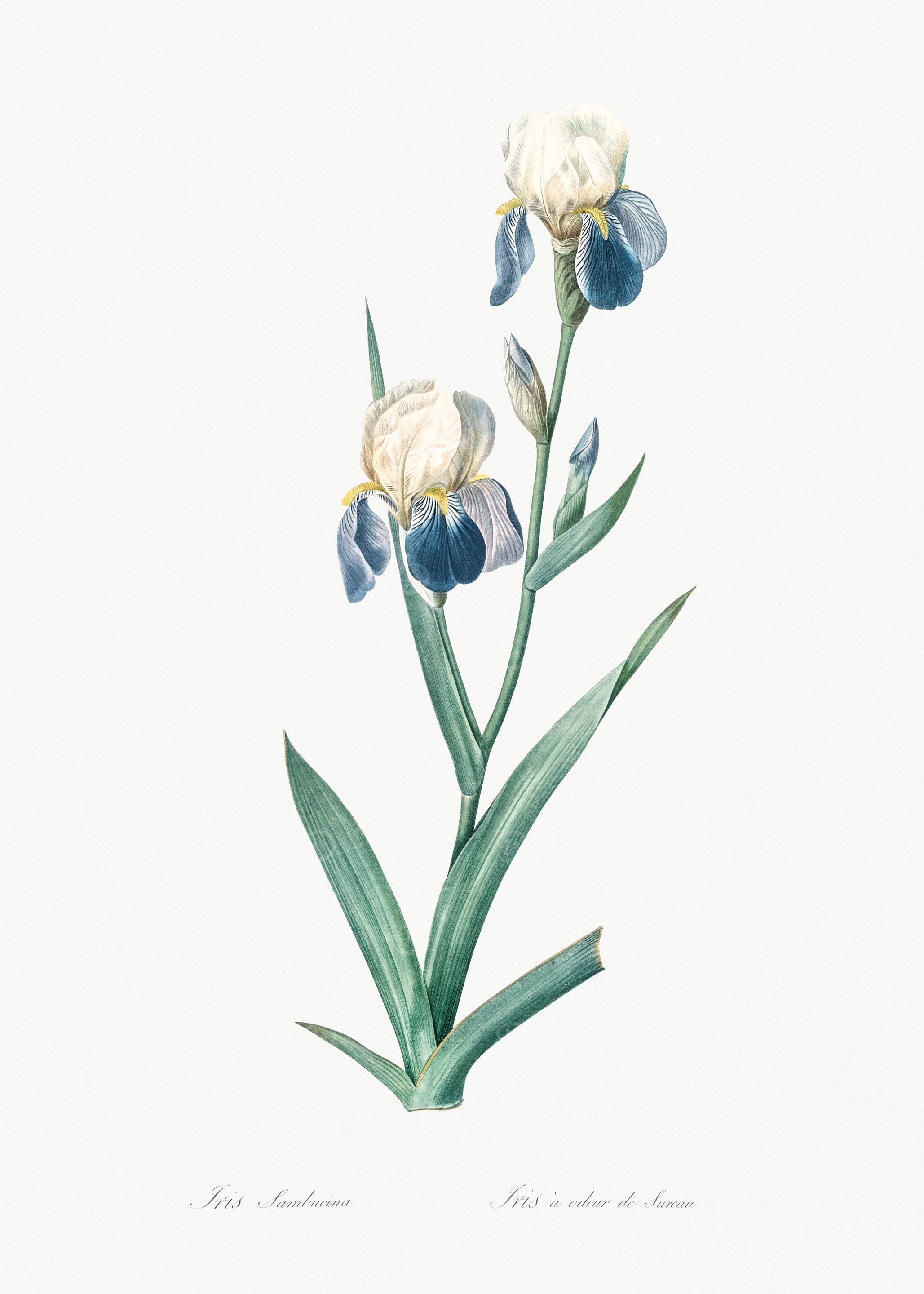 Iris Flower Illustration