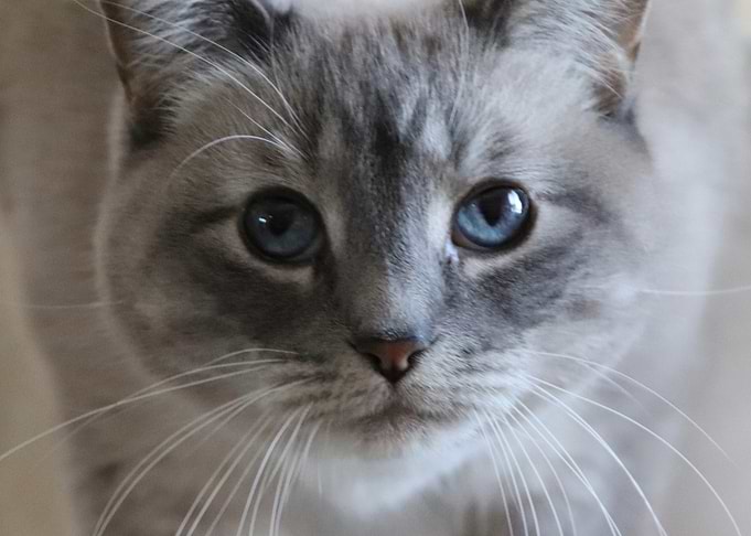 Close-up of a Cat's Face