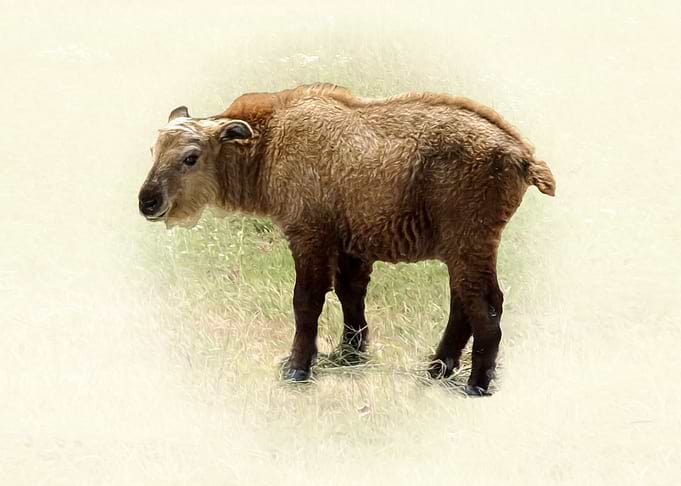 Little Takin
