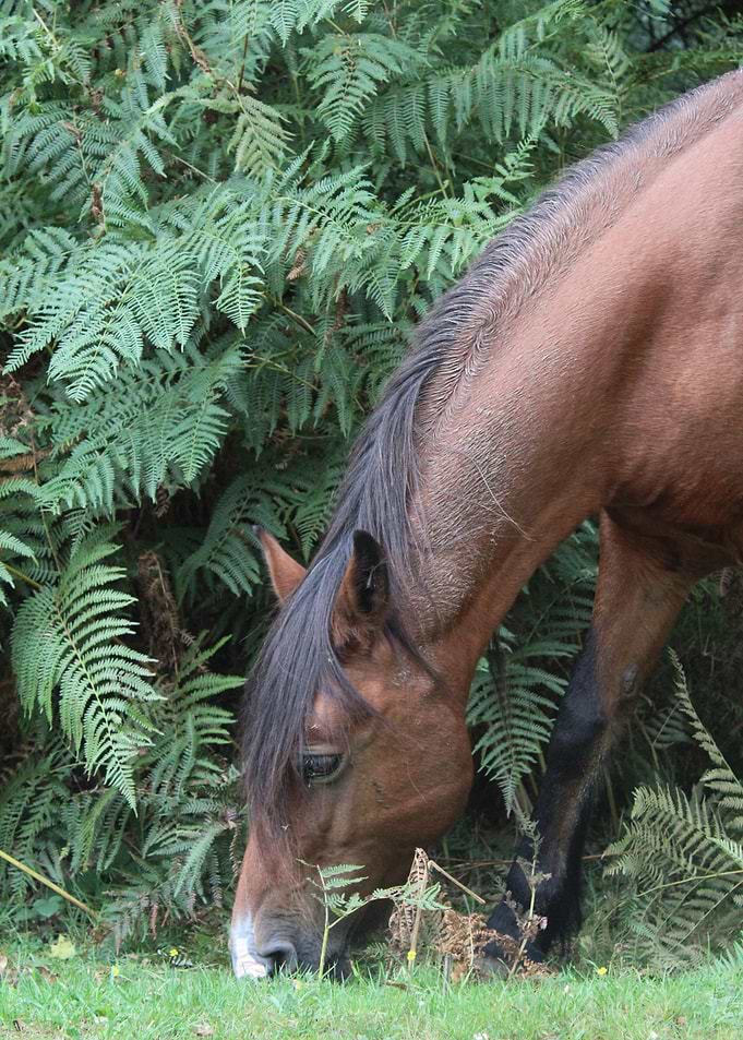 Brown Horse Grazing