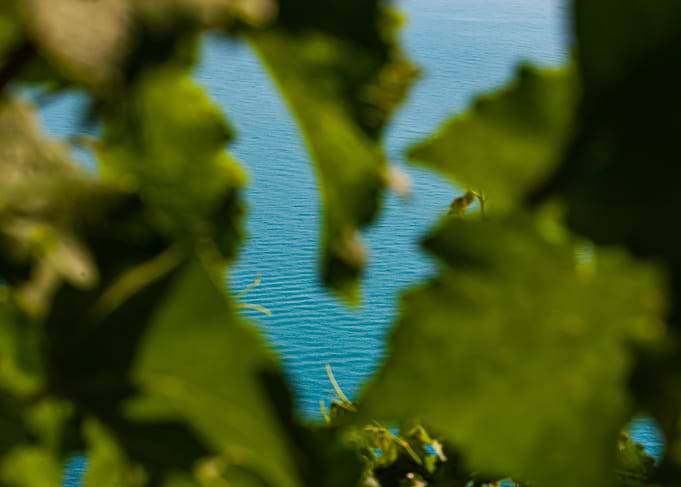 Blue Water Through Leaves