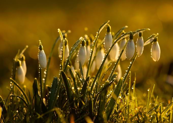 Snowdrops in Morning Dew