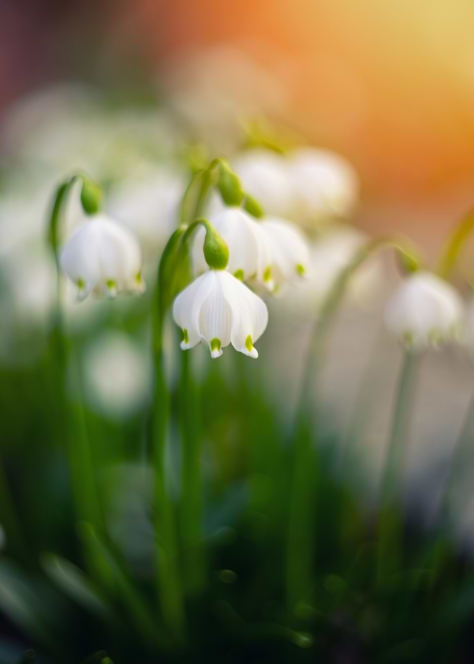 Snowdrops, White Spring Flowers
