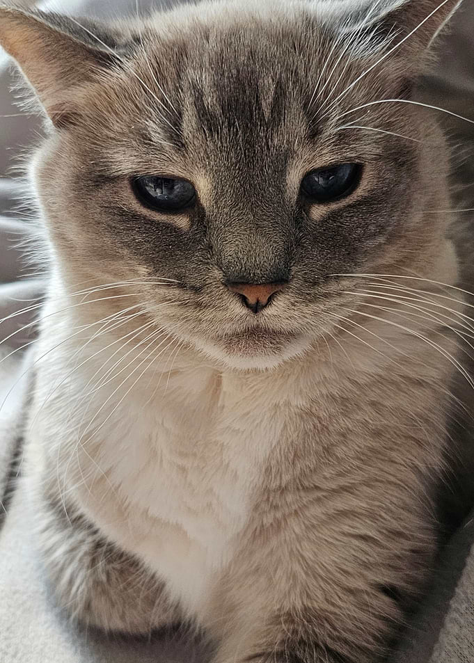 Close-up of a Cat