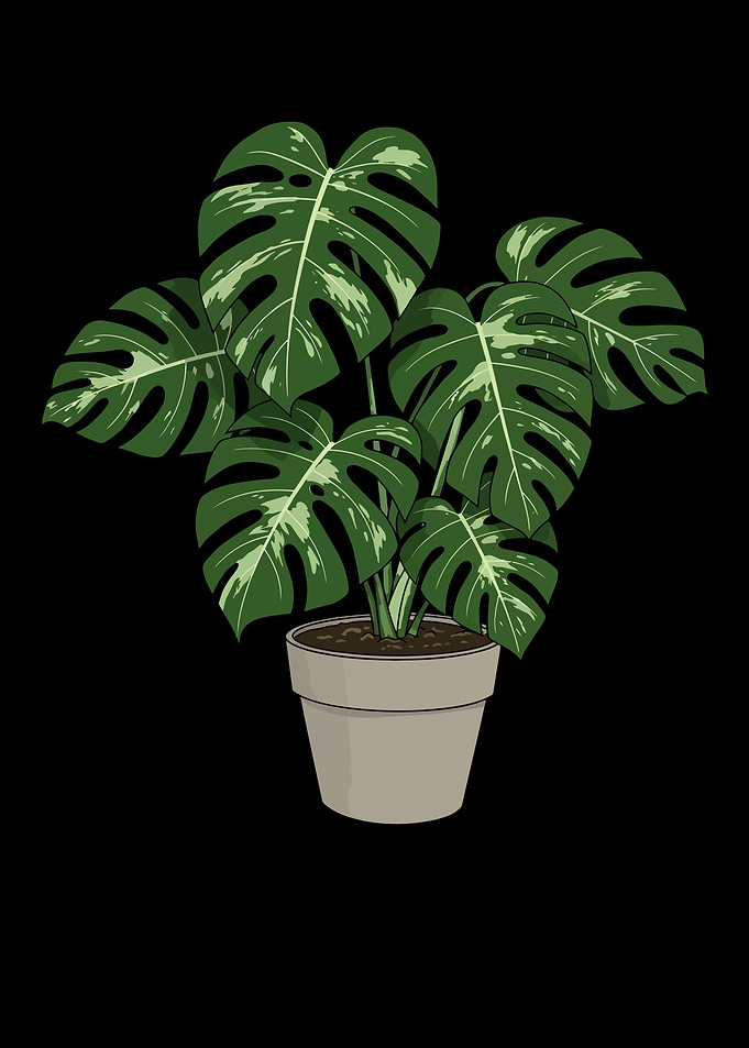 Monstera Plant Illustration
