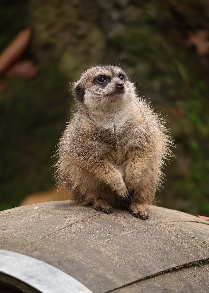 Curious Meerkat