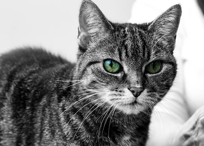 Green-Eyed Cat