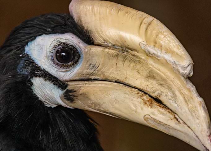 Close-up of a Hornbill