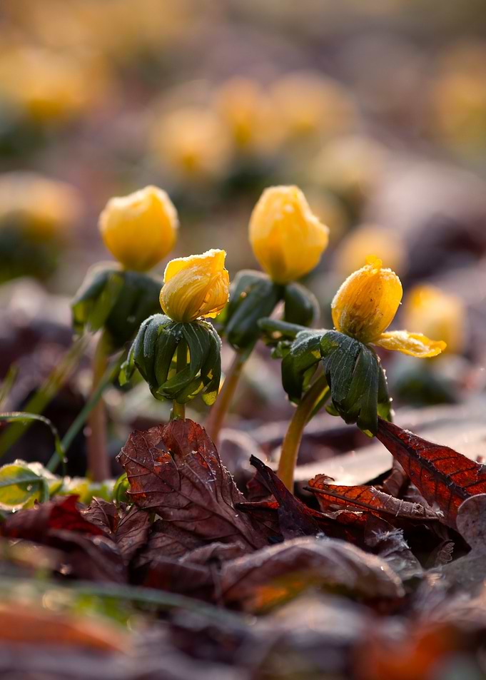 Yellow Flowers in Spring