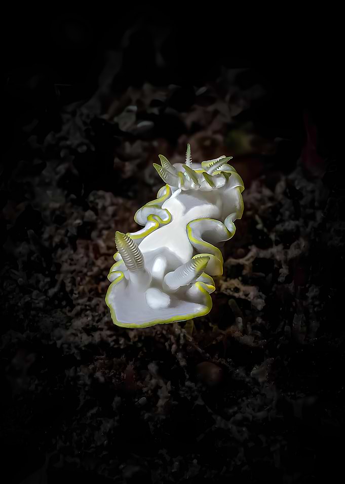 Glossodoris pallida on Black Sand
