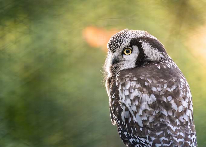 Northern Hawk Owl Portrait
