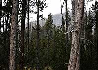 Forest Landscape
