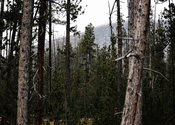 Forest Landscape